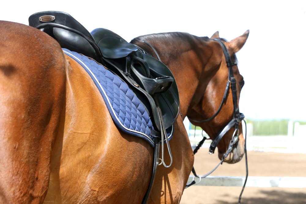 Going Beyond English Riding in Young Adult Equestrian