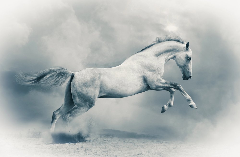Forget Red Bull, Horses Give Us Wings